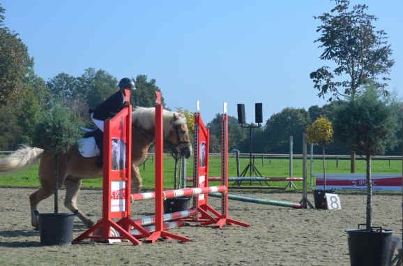 Sport overig - paardjes2